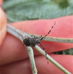 Ancita sp. (genus) at Crookwell, NSW - Yesterday 11:45 AM