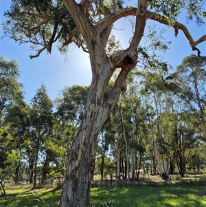 Eucalyptus blakelyi at Kambah, ACT - suppressed