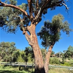 Eucalyptus blakelyi at Kambah, ACT - suppressed