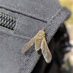 Unidentified Bee fly (Bombyliidae) at Tharwa, ACT - 25 Jan 2025 by thecbrgardener