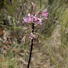 Dipodium roseum (Rosy Hyacinth Orchid) at Tharwa, ACT - 25 Jan 2025 by thecbrgardener