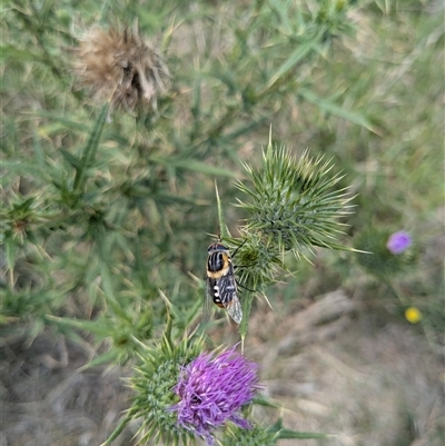 Scaptia (Scaptia) auriflua (A flower-feeding march fly) at Dunlop, ACT - 11 Feb 2025 by thecbrgardener