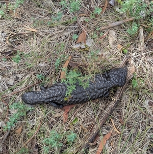 Tiliqua rugosa at Campbell, ACT - 10 Feb 2025 03:27 PM