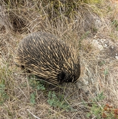 Tachyglossus aculeatus (Short-beaked Echidna) at Hawker, ACT - 11 Feb 2025 by thecbrgardener