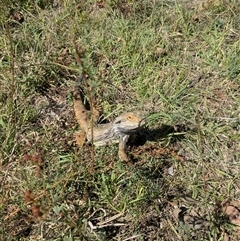 Pogona barbata (Eastern Bearded Dragon) at Casey, ACT - 17 Feb 2025 by thecbrgardener