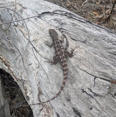 Amphibolurus muricatus (Jacky Lizard) at Denman Prospect, ACT - 18 Feb 2025 by thecbrgardener