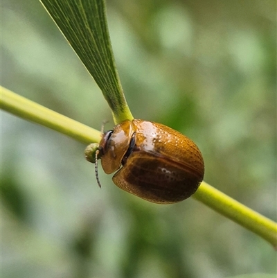 Dicranosterna semipunctata (Leaf beetle) at Crookwell, NSW - 25 Feb 2025 by clarehoneydove