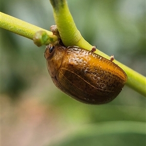 Dicranosterna semipunctata at Crookwell, NSW - Yesterday 11:44 AM