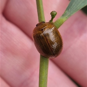 Dicranosterna semipunctata at Crookwell, NSW - Yesterday 11:44 AM