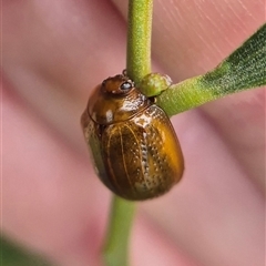 Dicranosterna semipunctata at Crookwell, NSW - Yesterday 11:44 AM