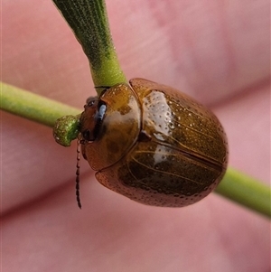 Dicranosterna semipunctata at Crookwell, NSW - Yesterday 11:44 AM