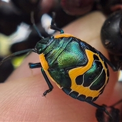 Scutiphora pedicellata (Metallic Jewel Bug) at Crookwell, NSW - 25 Feb 2025 by clarehoneydove