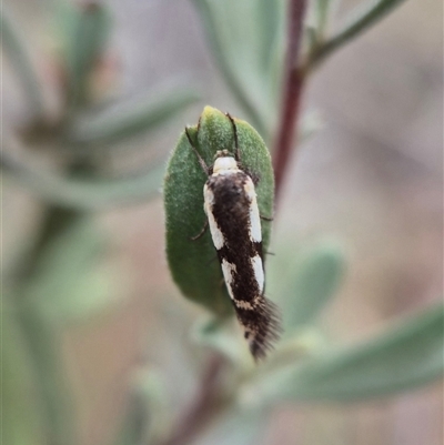 Palimmeces variegata (Philobota Group) at Lerida, NSW - 25 Feb 2025 by clarehoneydove