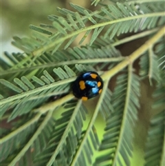 Orcus australasiae (Orange-spotted Ladybird) at Crookwell, NSW - Yesterday by clarehoneydove