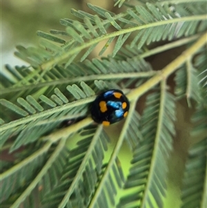 Orcus australasiae (Orange-spotted Ladybird) at Crookwell, NSW - 25 Feb 2025 by clarehoneydove