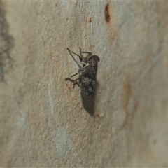 Unidentified Leafhopper or planthopper (Hemiptera, several families) at Acton, ACT - 10 Feb 2025 by AlisonMilton