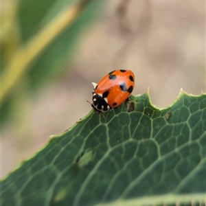 Hippodamia variegata at Crookwell, NSW - Yesterday 11:34 AM