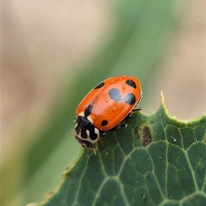 Hippodamia variegata at Crookwell, NSW - Yesterday 11:34 AM