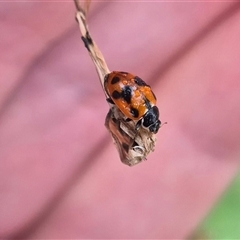 Hippodamia variegata at Crookwell, NSW - Yesterday 11:34 AM