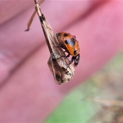 Hippodamia variegata at Crookwell, NSW - Yesterday 11:34 AM