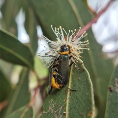 Chauliognathus lugubris (Plague Soldier Beetle) at Crookwell, NSW - Yesterday by clarehoneydove