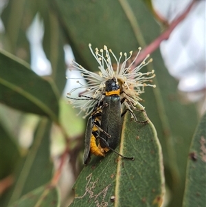 Chauliognathus lugubris at Crookwell, NSW - Yesterday 11:39 AM