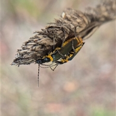 Chauliognathus lugubris at Crookwell, NSW - Yesterday 11:39 AM