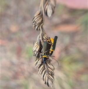 Chauliognathus lugubris at Crookwell, NSW - Yesterday 11:39 AM