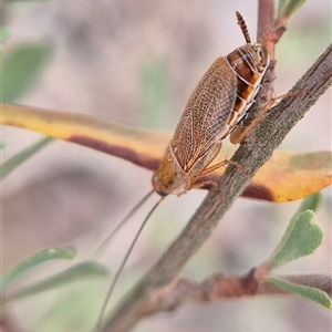 Balta spuria (A Balta Cockroach) at Lerida, NSW - 25 Feb 2025 by clarehoneydove