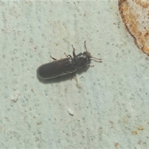 Lyctus parallelocollis at Acton, ACT - 10 Feb 2025 01:38 PM