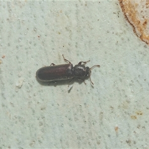 Lyctus parallelocollis at Acton, ACT - 10 Feb 2025 01:38 PM