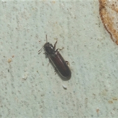 Lyctus parallelocollis at Acton, ACT - 10 Feb 2025 01:38 PM