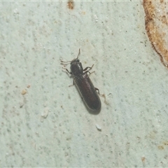 Lyctus parallelocollis at Acton, ACT - 10 Feb 2025 01:38 PM