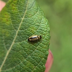 Monolepta froggatti (Leaf beetle) at Crookwell, NSW - 25 Feb 2025 by clarehoneydove