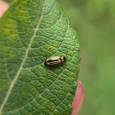 Monolepta froggatti (Leaf beetle) at Crookwell, NSW - Yesterday by clarehoneydove