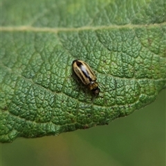 Monolepta froggatti at Crookwell, NSW - Yesterday 11:51 AM