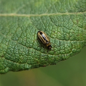 Monolepta froggatti at Crookwell, NSW - Yesterday 11:51 AM