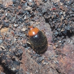 Cryptolaemus montrouzieri (Mealybug ladybird) at Acton, ACT - 10 Feb 2025 by AlisonMilton