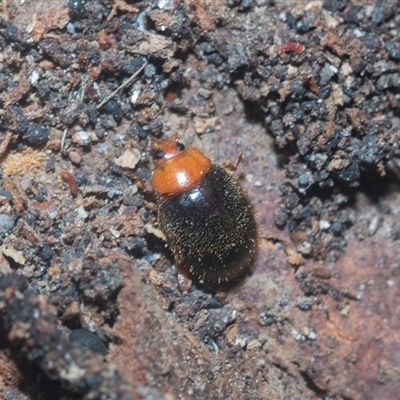 Cryptolaemus montrouzieri (Mealybug ladybird) at Acton, ACT - 10 Feb 2025 by AlisonMilton