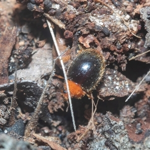 Cryptolaemus montrouzieri at Acton, ACT - 10 Feb 2025 01:38 PM