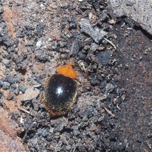 Cryptolaemus montrouzieri at Acton, ACT - 10 Feb 2025 01:38 PM