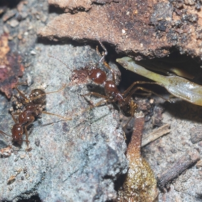 Aphaenogaster sp. (Funnel Ant) at Acton, ACT - 10 Feb 2025 by AlisonMilton