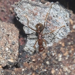 Aphaenogaster sp. at Acton, ACT - 10 Feb 2025 01:38 PM