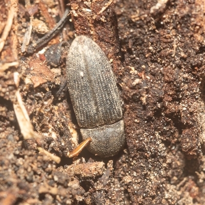 Agrypnus sp. (genus) (Rough click beetle) at Acton, ACT - 10 Feb 2025 by AlisonMilton