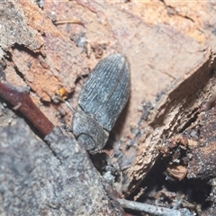 Agrypnus sp. (genus) at Acton, ACT - 10 Feb 2025 01:38 PM