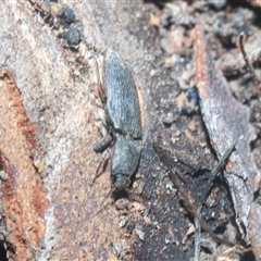 Agrypnus sp. (genus) at Acton, ACT - 10 Feb 2025 01:38 PM