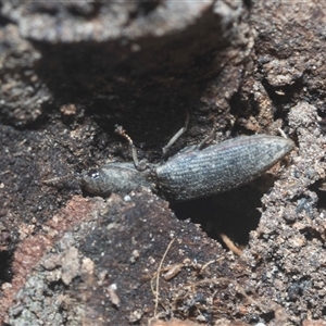 Agrypnus sp. (genus) at Acton, ACT - 10 Feb 2025 01:38 PM