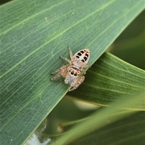 Opisthoncus sexmaculatus (Six-marked jumping spider) at Lerida, NSW - 25 Feb 2025 by clarehoneydove