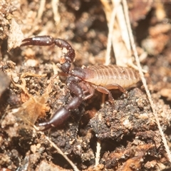 Chernetidae (family) at Acton, ACT - 10 Feb 2025 by AlisonMilton