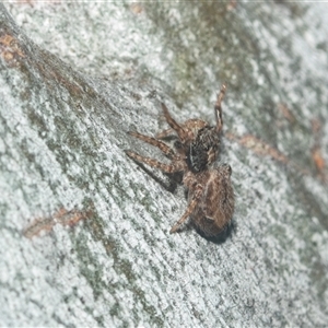 Salticidae (family) (Jumping spider) at Acton, ACT - 10 Feb 2025 by AlisonMilton